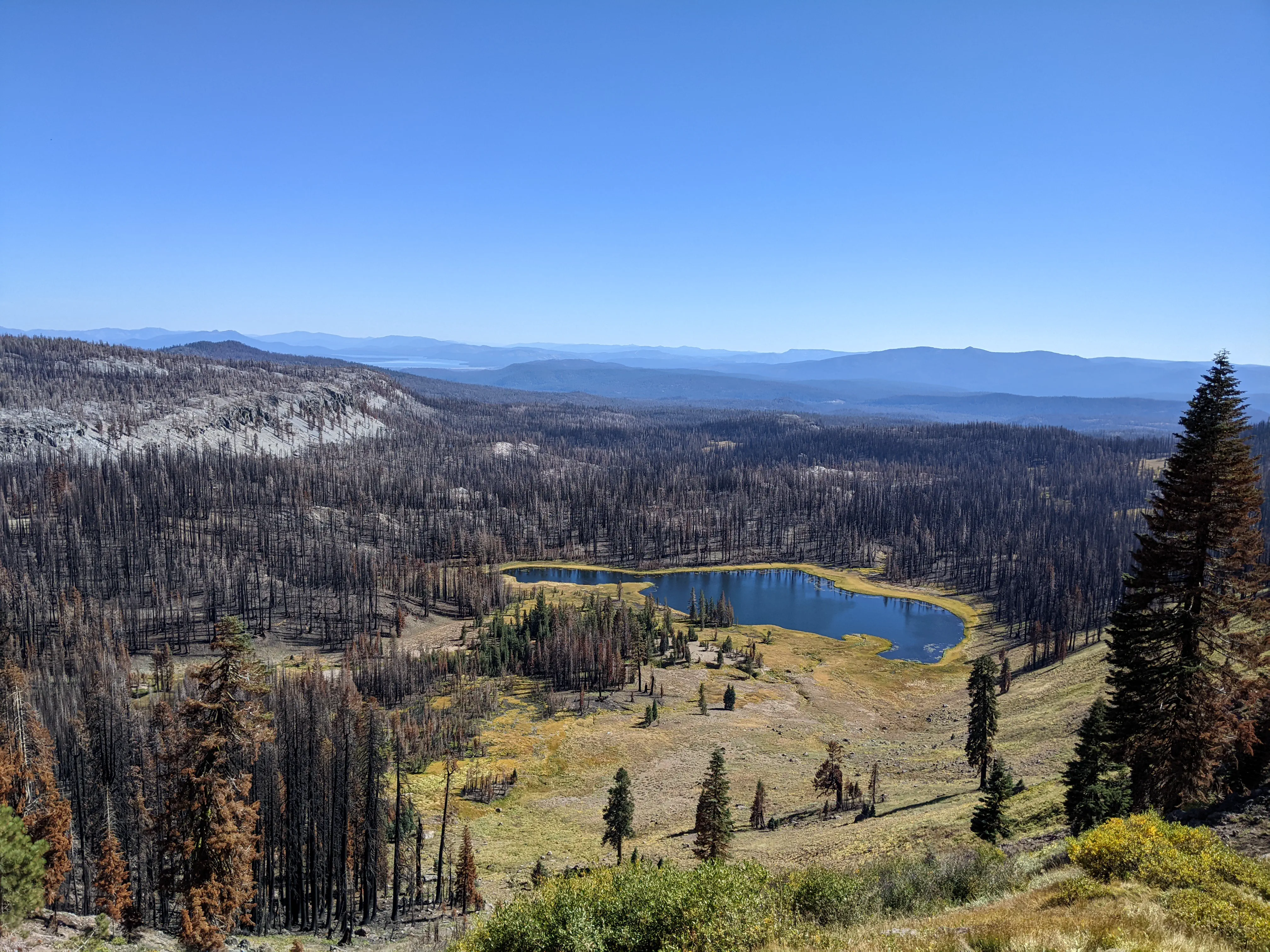 Burned forest with small patches of live trees around a lake